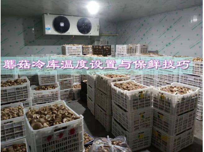 蘑菇冷庫(kù)溫度設(shè)置與保鮮技巧:確保新鮮和優(yōu)質(zhì)的蘑菇