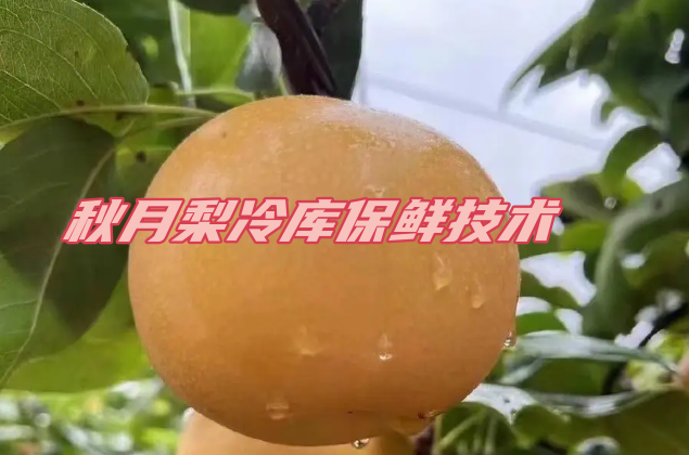 秋月梨冷庫保鮮:保鮮技術的革命性突破