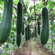 1000噸冬瓜冷庫(kù)的造價(jià)大概多少錢