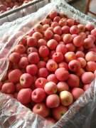 2500立方米冷庫(kù)可以放多少噸蘋果？