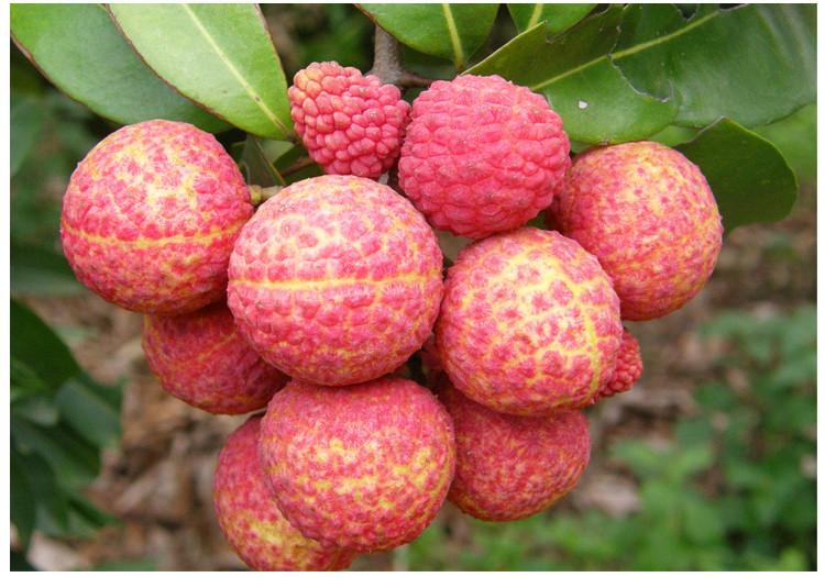 開冉制冷，荔枝氣調庫