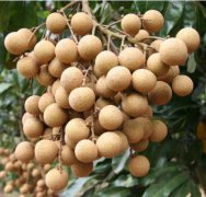 荔枝龍眼冷庫保存：田間活動(dòng)保鮮庫