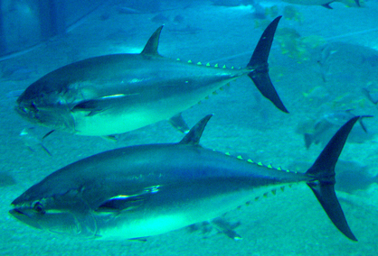 金槍魚(yú)急凍庫(kù)