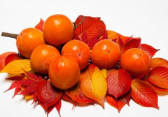 柿子保鮮氣調(diào)庫建設應用