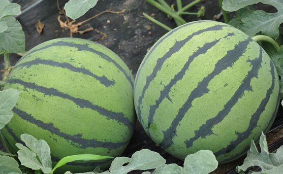 西瓜保鮮冷藏庫(kù)