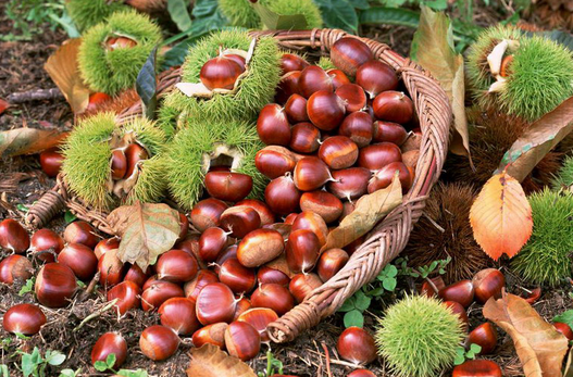 板栗冷藏庫(kù)建設(shè)