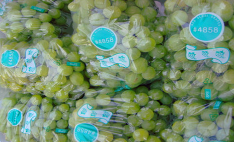 300噸葡萄保鮮庫造價，葡萄冷庫保鮮期及溫度