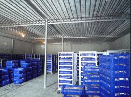 200噸葡萄保鮮庫建造，1000m3葡萄放冷庫可以放多久