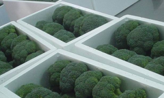 200噸西蘭花保鮮庫建造，西蘭花冷庫存儲(chǔ)多久